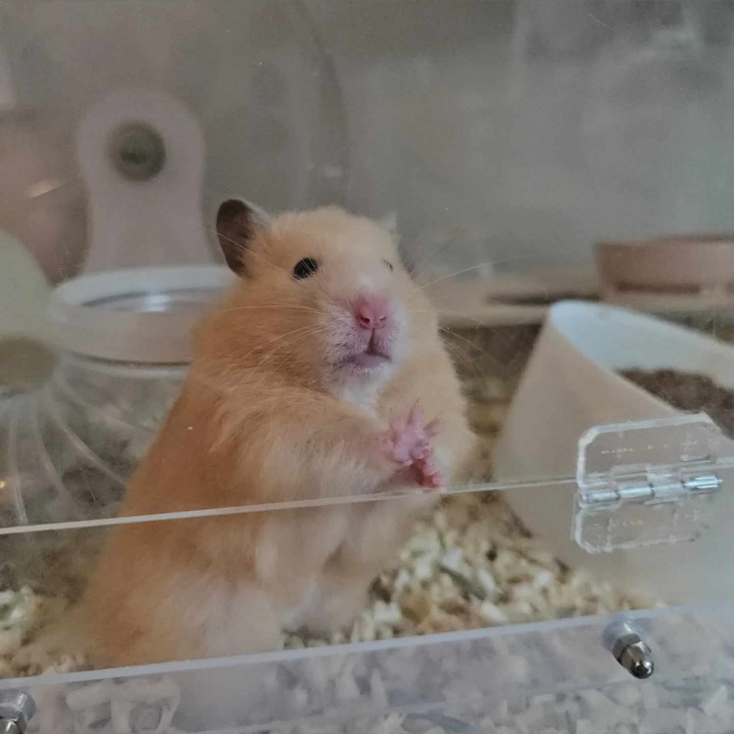 망고