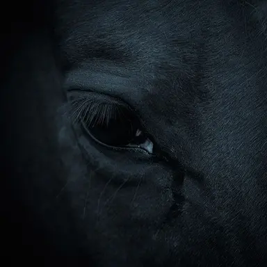 Profile image of Toothless