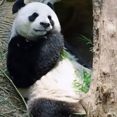 Profile image of 판다