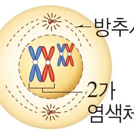 2chadenfreude의 2가염색체