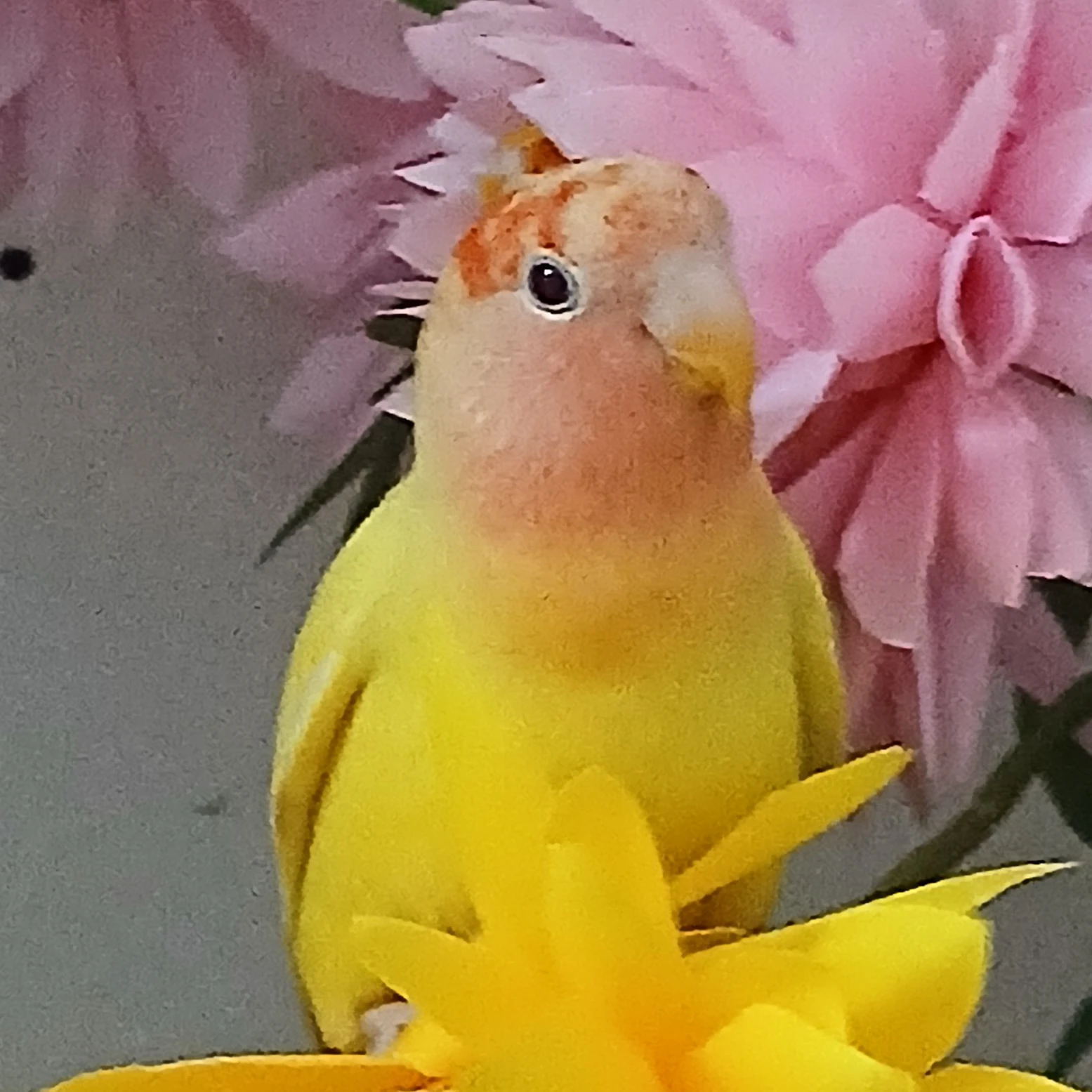 레몬이