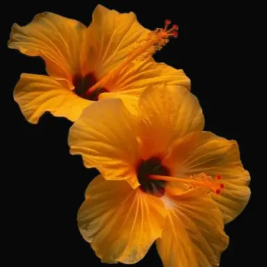 Profile image of 김각별