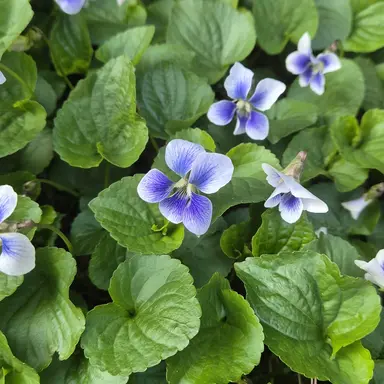 Profile image of 헬리오 트로피움