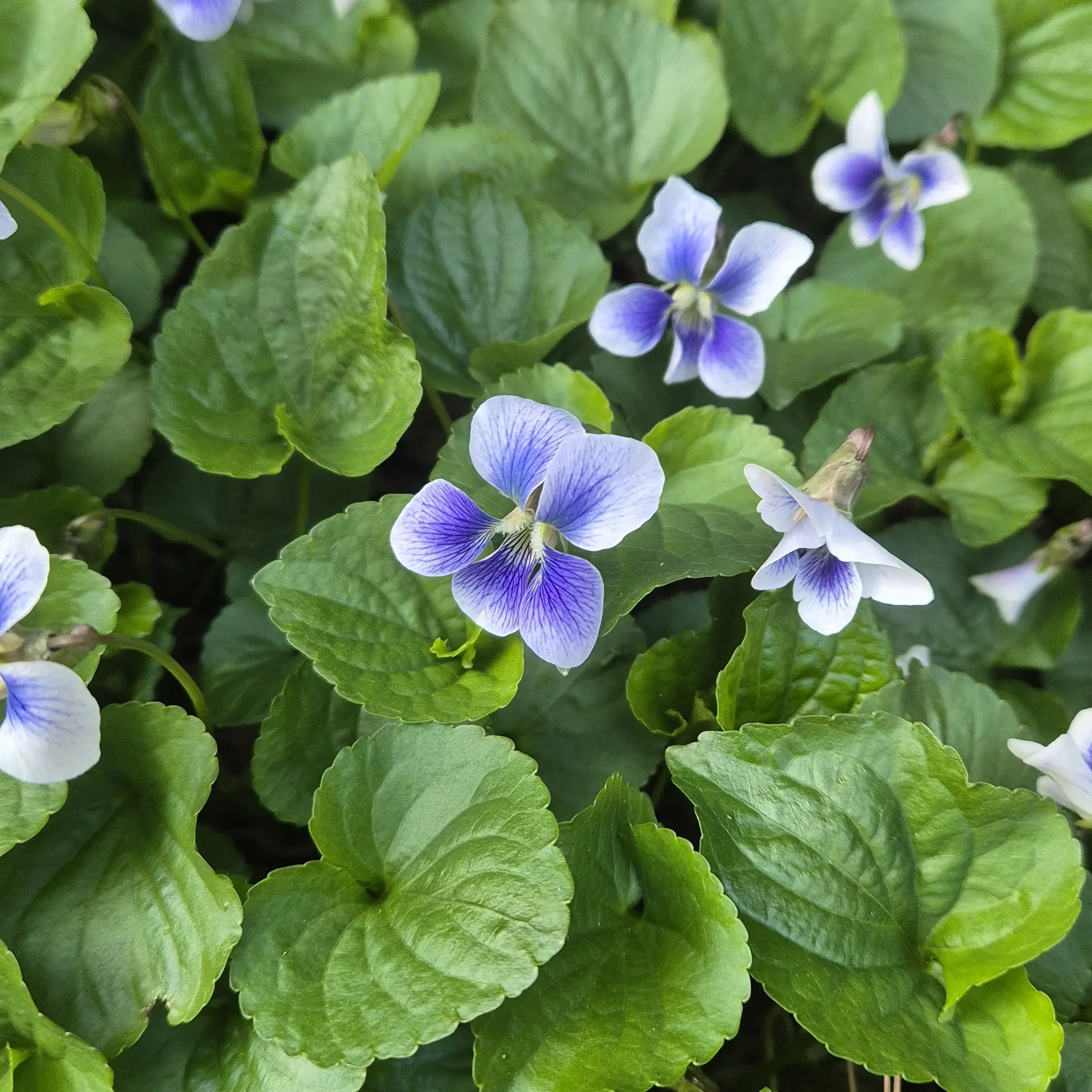 FuzzyBasil2138의 하루만 네가 되고싶어