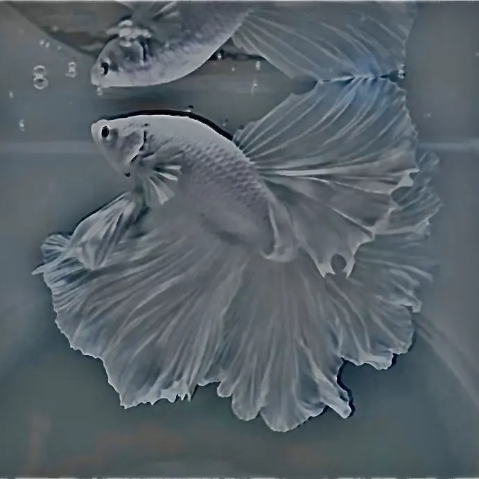 Petiter_.als의 청람빛 사랑