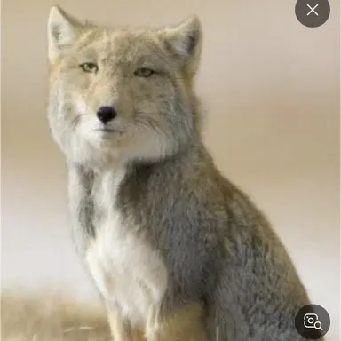 Profile image of 여우
