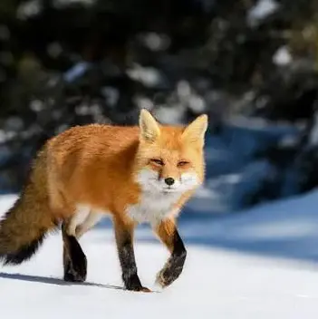 Profile image of 여우