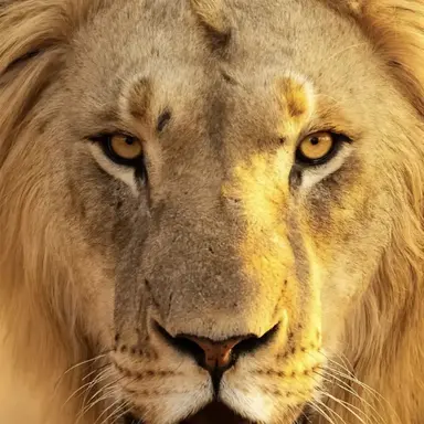 Profile image of Noah