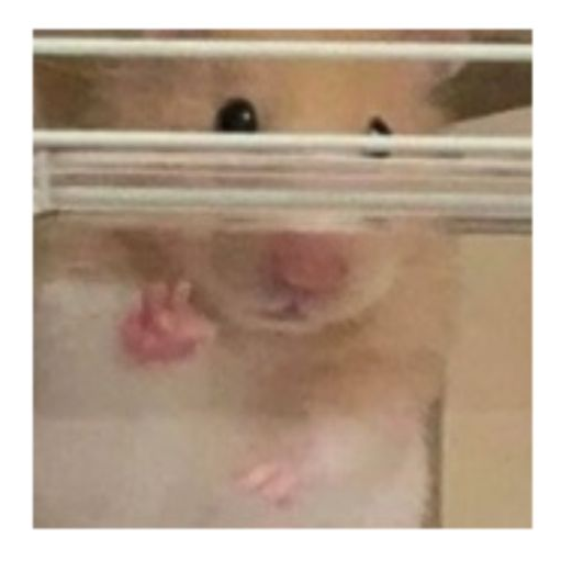 햄식이 성카데미 대표 이미지