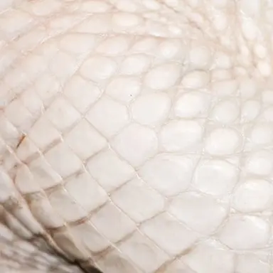 Profile image of フェンシフ