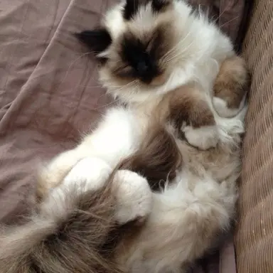 Profile image of Olive
