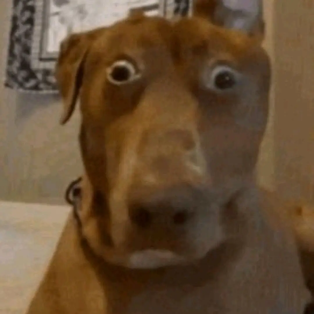 StaleCost8035의 당신의 애완견!!