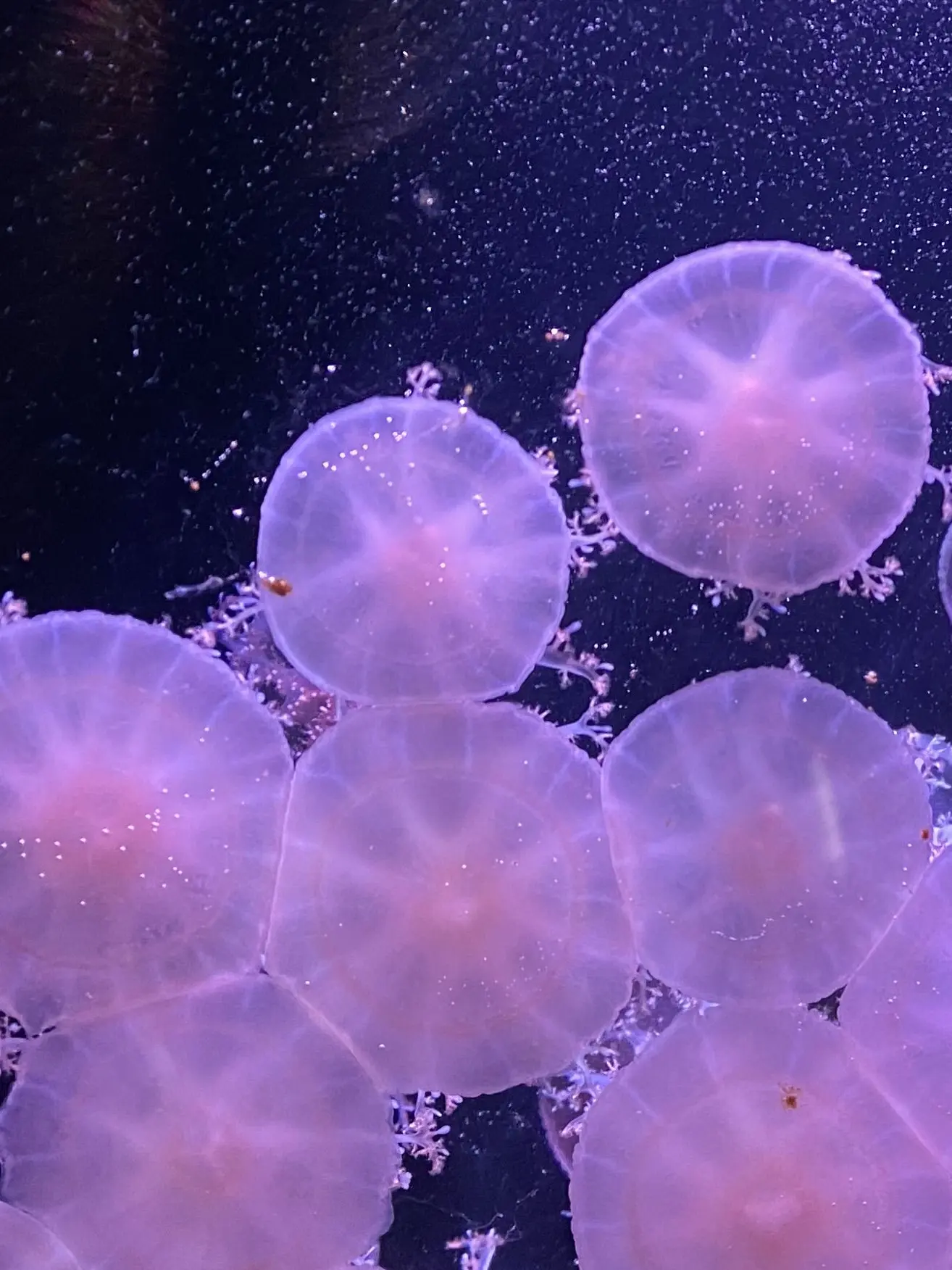 DrearyCity4241의 双忍