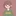 Chara