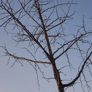 Profile image of 교메이