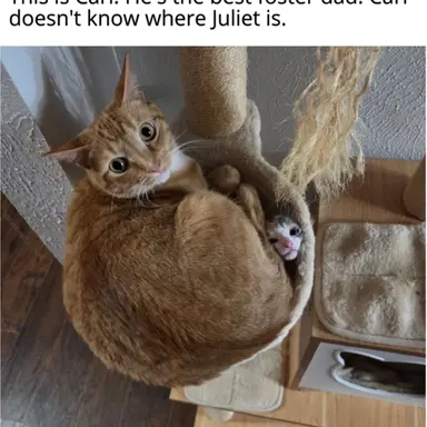 Profile image of Nico