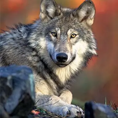 Profile image of 늑대