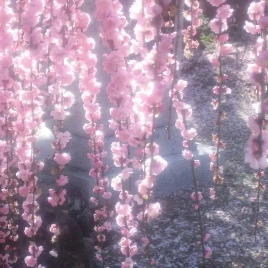 crazyatzeta의 얀데레