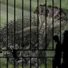 Profile image of Dinosaur prison