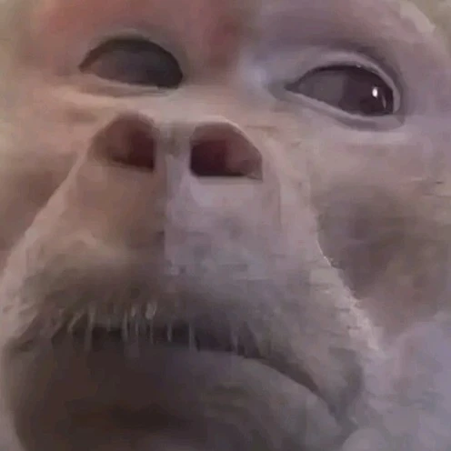 🐵원숭