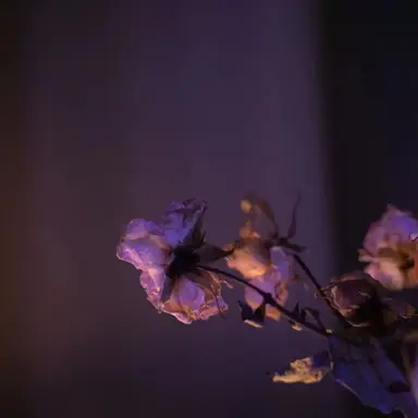 Profile image of 덕개