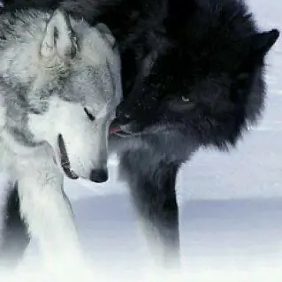 DryLoris5223의 과보호하는 나의 수컷