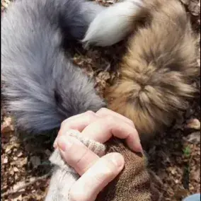 Profile image of Rowan