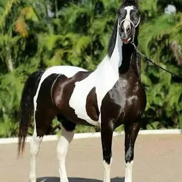 Profile image of James