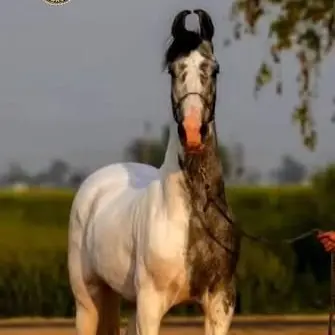 Profile image of Oliver