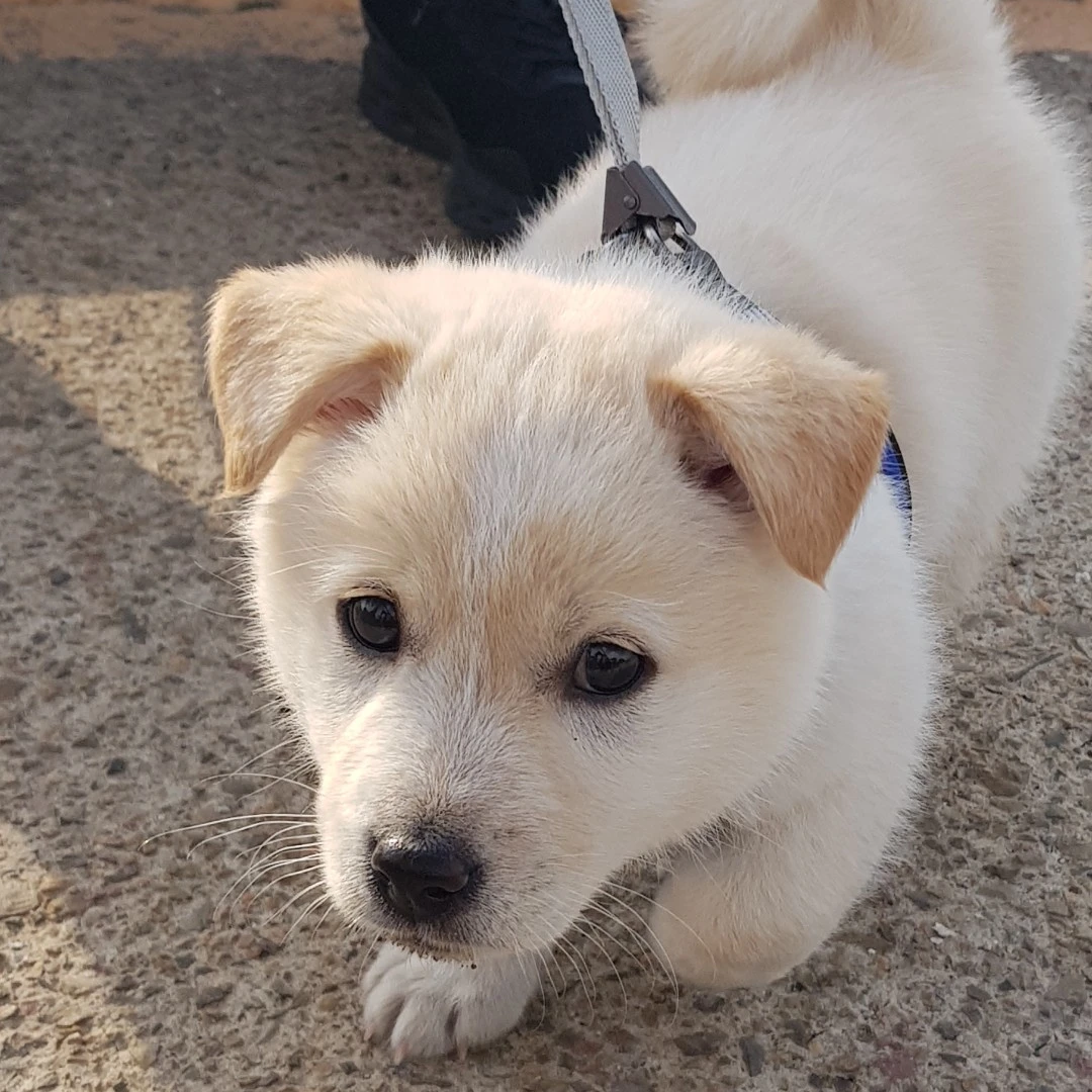 평학