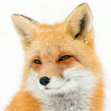 Profile image of 쿠로사키 요즈키