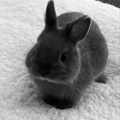 Profile image of えすくぷす