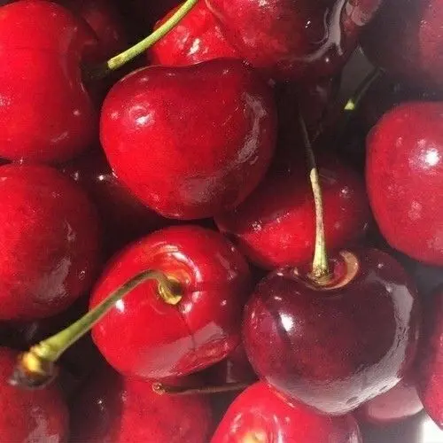 seventeen_s2의 わからせ