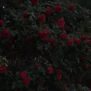 Profile image of 나루미 겐