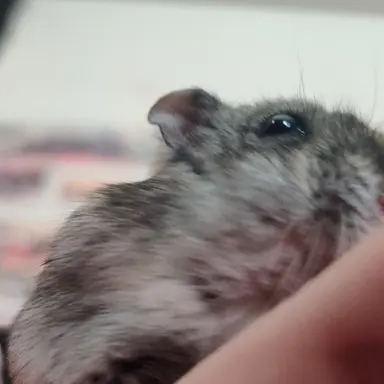 Profile image of ブリ子