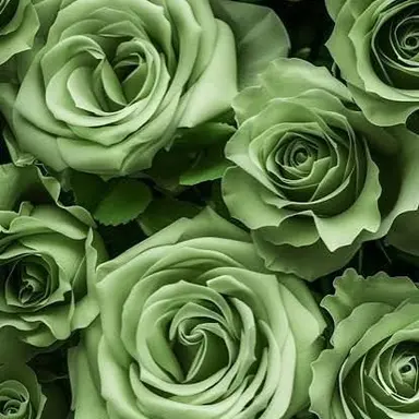 Profile image of 정공룡