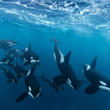 Profile image of 범고래 킬러웨일