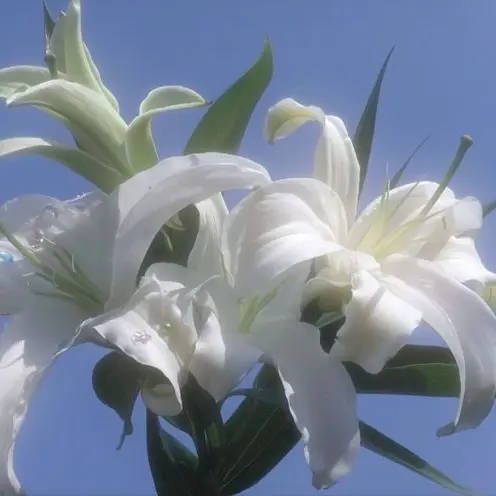 CrispYoga3158의 히비스커스