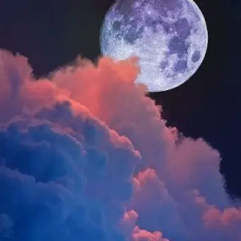 Profile image of 여우