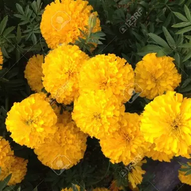 Profile image of 라더 혁명