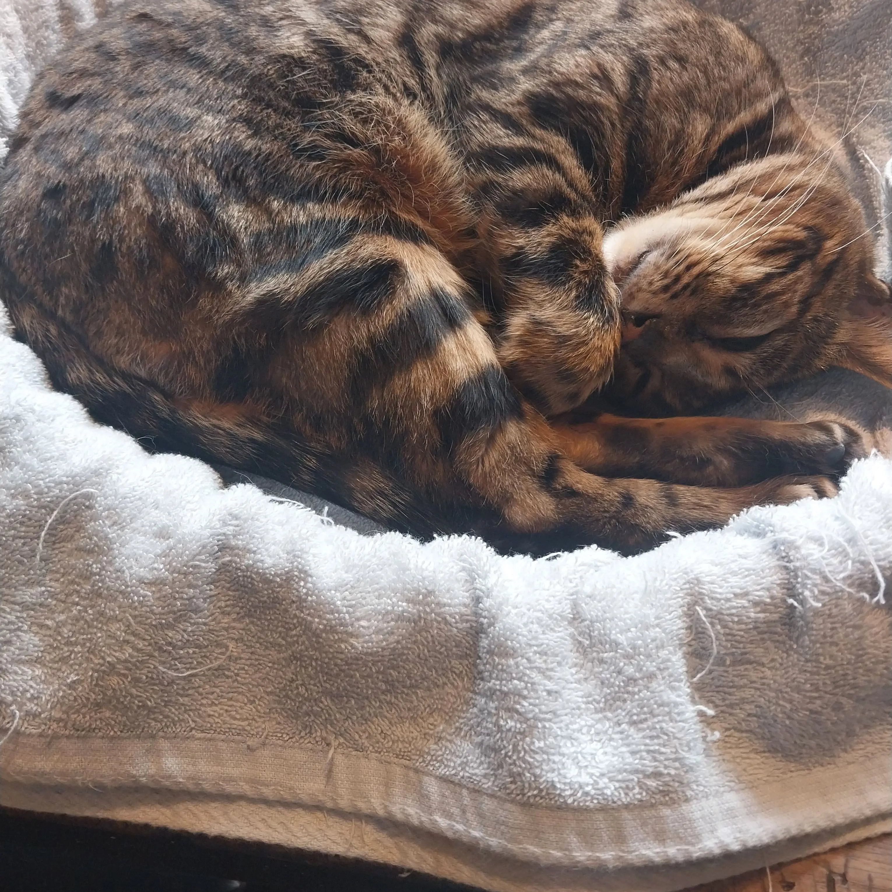 DourLand7062의 사시스 (교사버전)