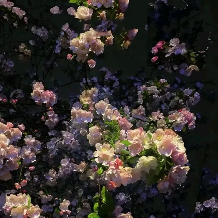 체핝솖