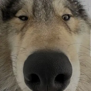 Profile image of 늑대