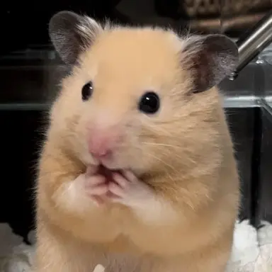 Profile image of ハンビン