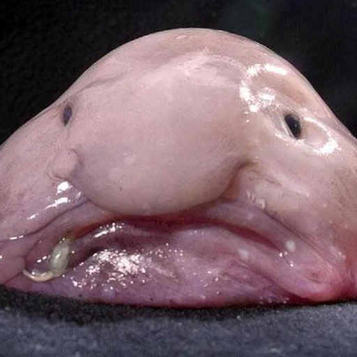 블루피쉬