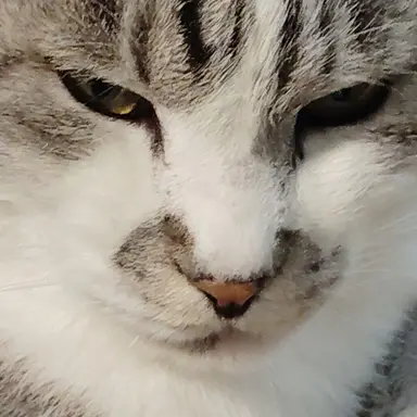 Profile image of フランス