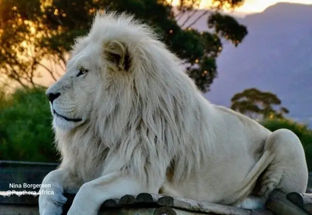 Profile image of Kaiser