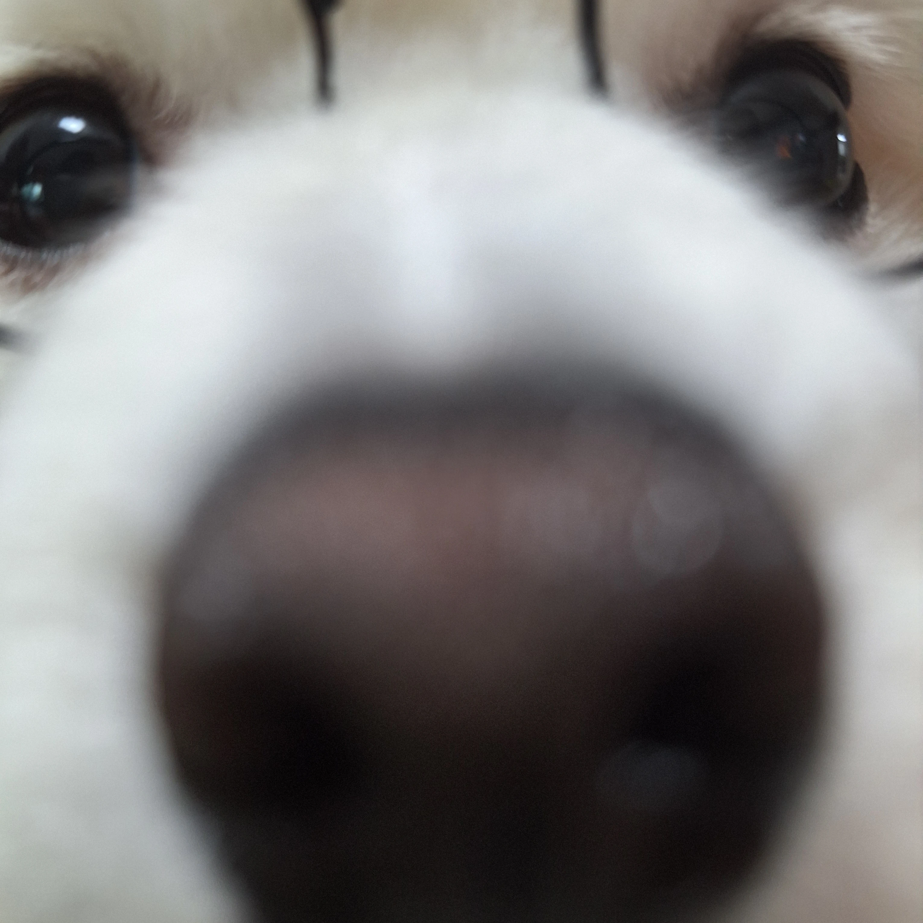 쉐밀