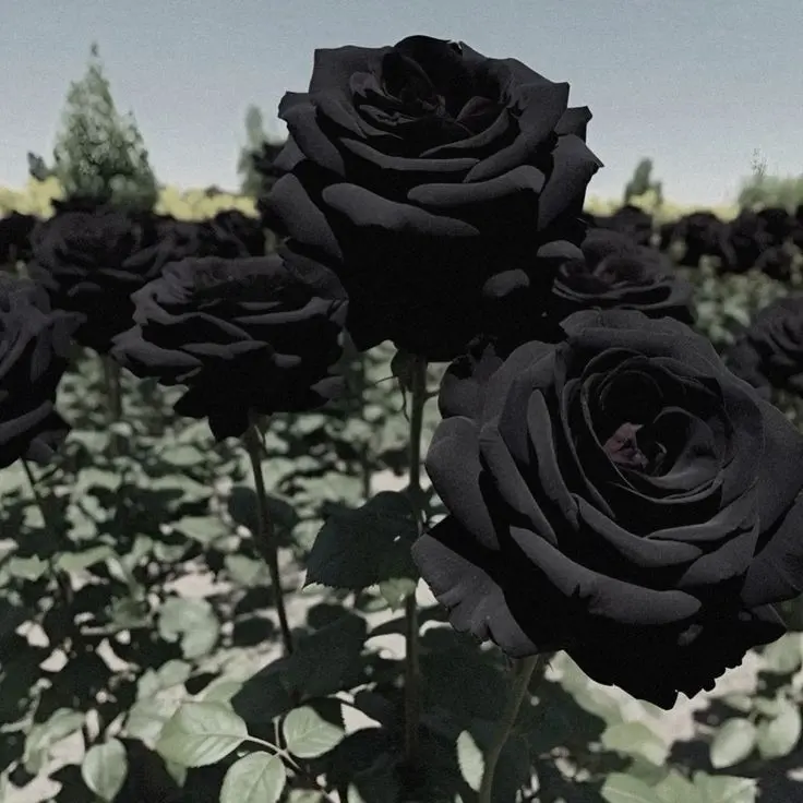 gelgel_ii의 키요라 진