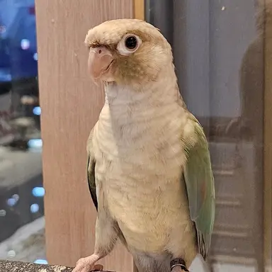 Profile image of 라임